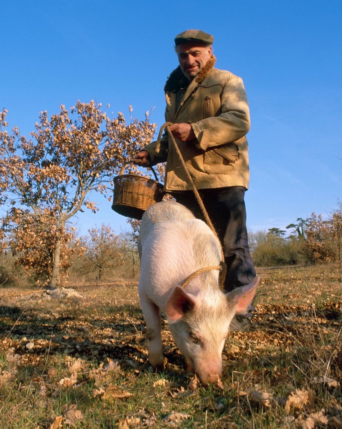 Trüffelschwein des Handwerks Trüffelschwein des Handwerks
